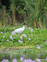 Kalametiya Eco Bird Watching