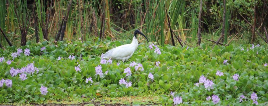 Kalametiya Eco Bird Watching