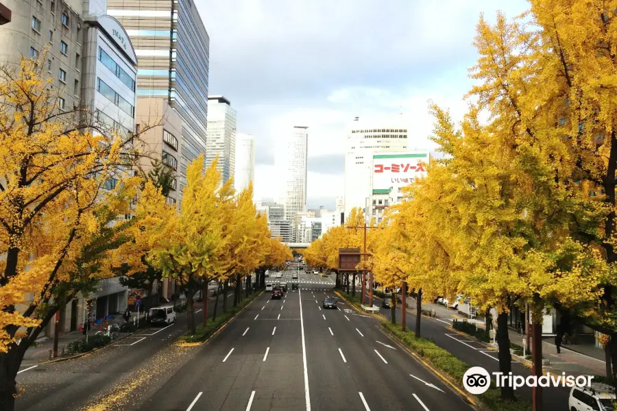 Sakura Avenue Lined with Ginkgo Tree