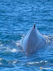 Brier Island Whale and Seabird Cruises