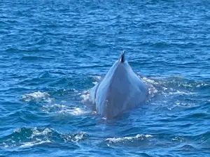 Brier Island Whale and Seabird Cruises