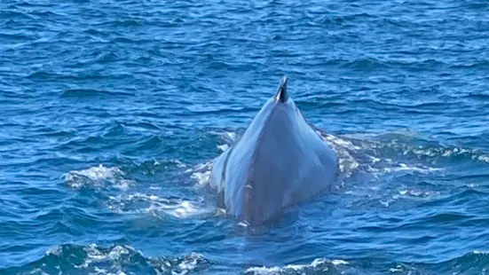 Brier Island Whale and Seabird Cruises