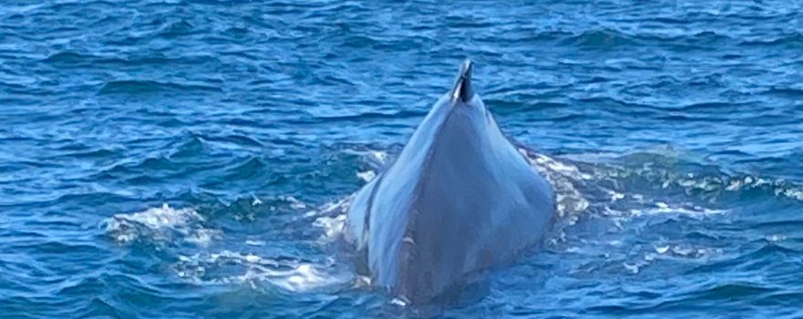 Brier Island Whale and Seabird Cruises