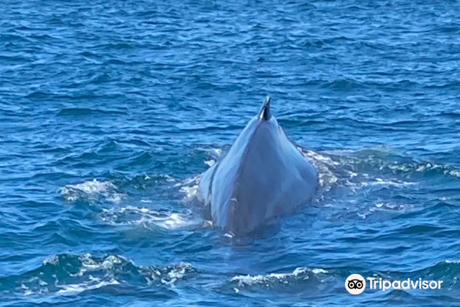 Brier Island Whale and Seabird Cruises