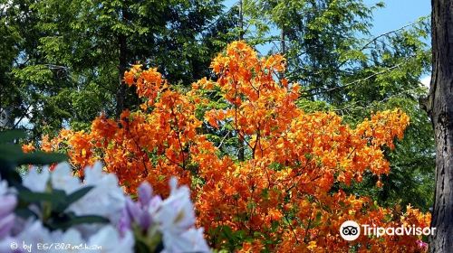 Rhododendronpark Jansen