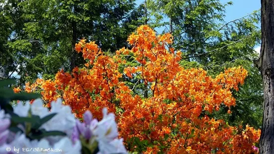 Rhododendronpark Jansen