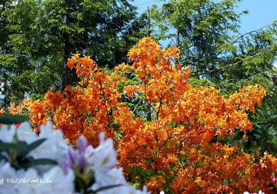 Rhododendronpark Jansen