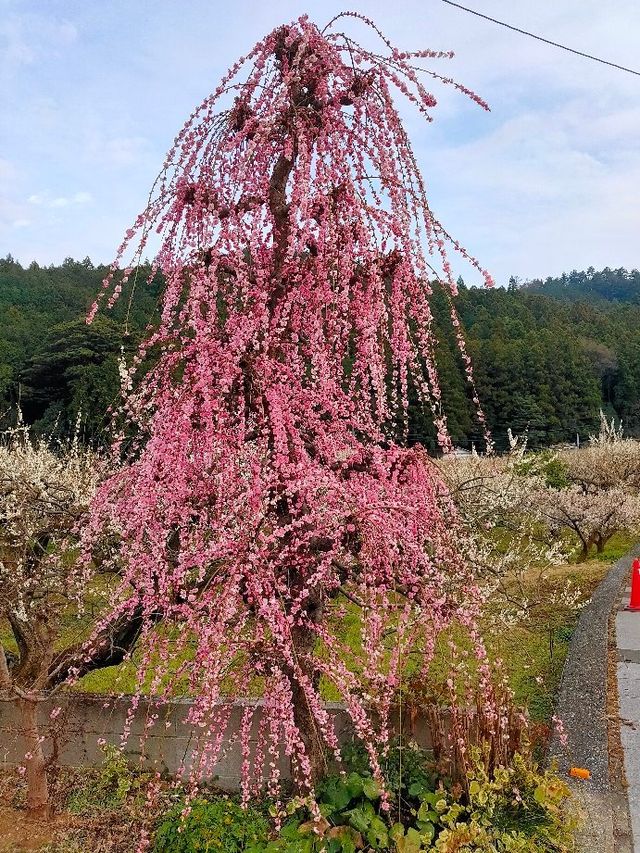 Ogose Ume Matsuri | Ogose