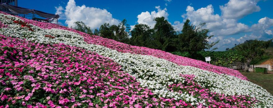 Flora Park