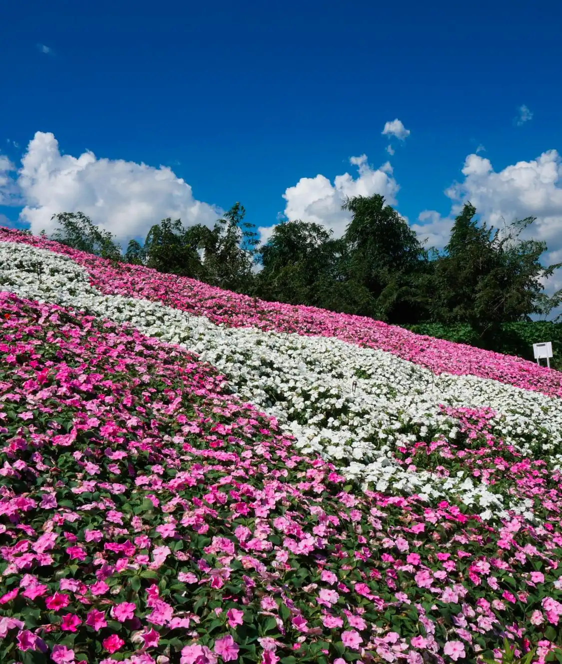 Hotels near Flora Park