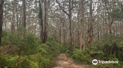 Boranup Karri Forest