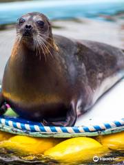 Murmansk oceanarium