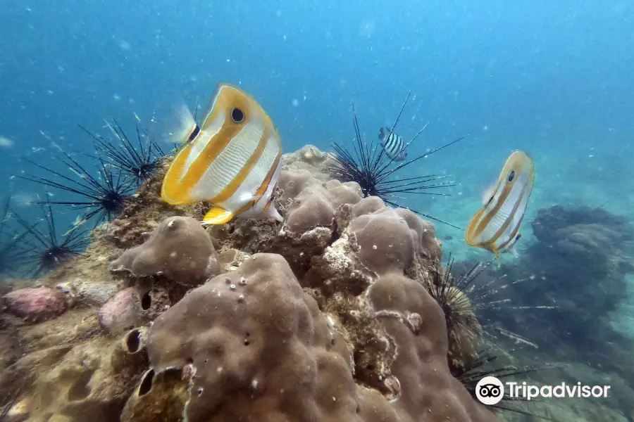 Adventure Divers, Pattaya