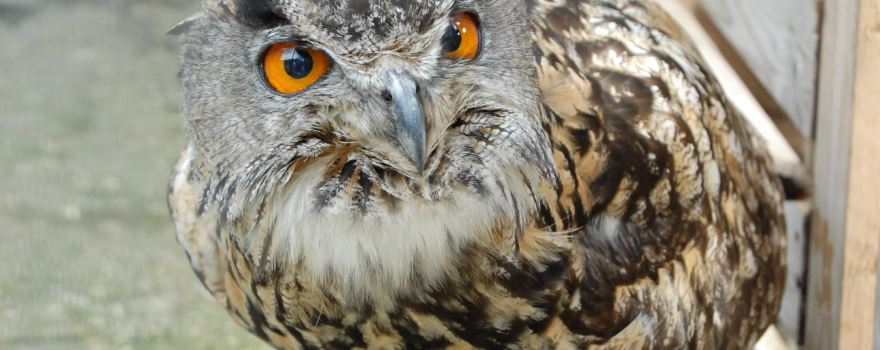 Centro Nazionale Avifauna - La Casa degli Angeli