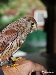 Parque Trikuharri de Fauna Halcon