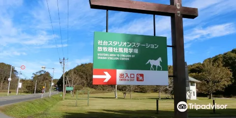 Shadai Stallion Station