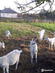 Orsegi Kecskefarm (Goat Farm