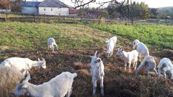 Orsegi Kecskefarm (Goat Farm