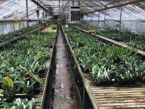 Carter & Holmes Orchids