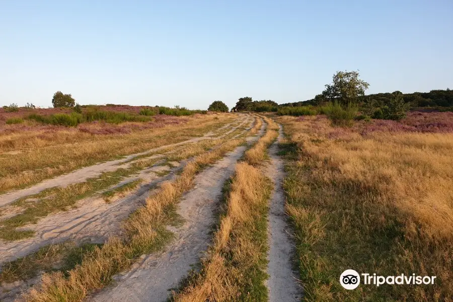 Hoorneboegse Heide