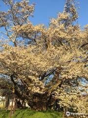 素桜神社 神代桜