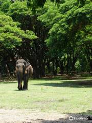 Inthanon Elephant Sanctuary & Wildlife Preserve
