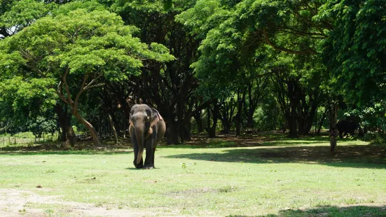 Inthanon Elephant Sanctuary & Wildlife Preserve