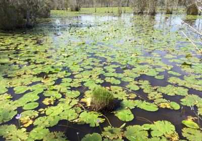 Cattai Wetlands