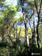 Bosco della Correggia