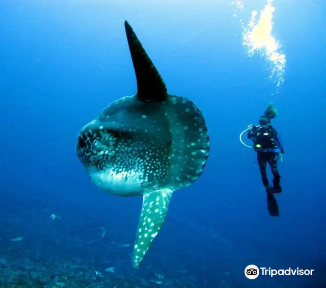 Bali Diving