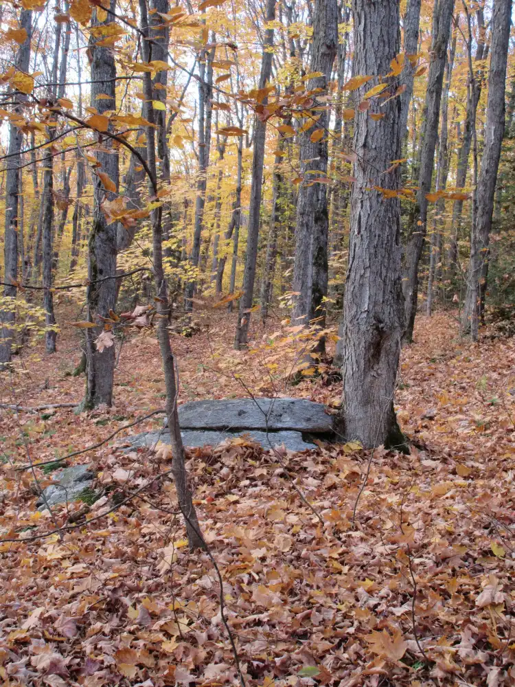 Hotels near Widdifield Forrest Provincial Park