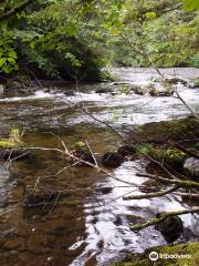 Harbor Mountain Trail