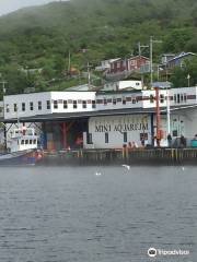 Petty Harbour Mini Aquarium