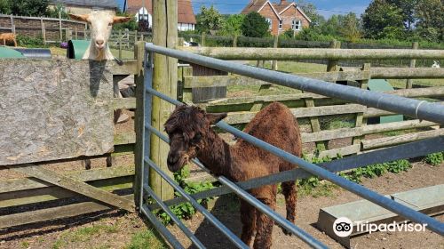 West Wight Alpacas & Llamas