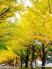 홋카이도대학 은행나무 가로수길