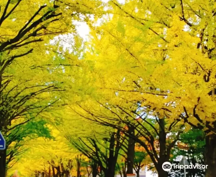 Hokkaido University Gingko Trees