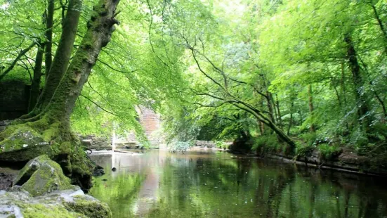 Plymbridge Woods