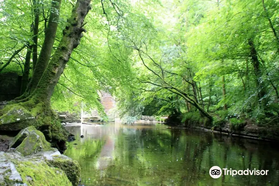 Plymbridge Woods