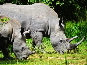 Rhino Fund Uganda