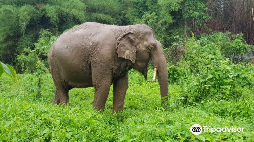 Elephant Haven Thailand