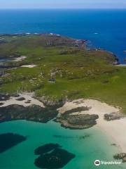 Basking Shark Scotland