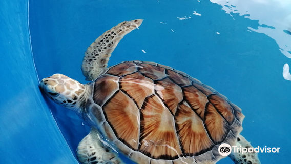 Port Dickson Ornamental Fish Center