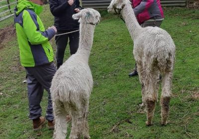 Surico Alpaca