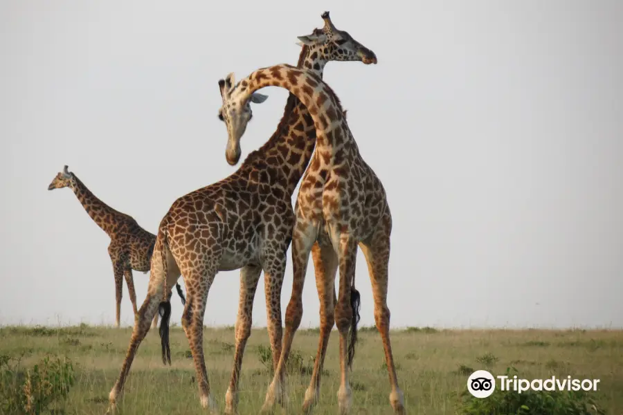 Africa Unadorned Safaris