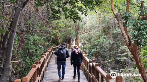 Bosque De Arrayanes Embarcadero