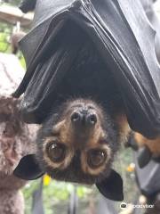 The Bat Hospital Visitor Centre