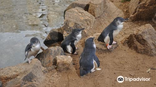 Penguin Centre