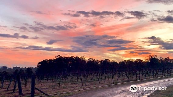 Blueberry Hill Vineyard