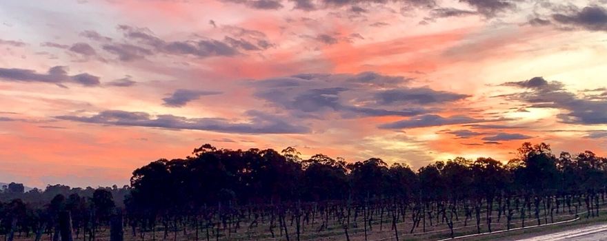 Blueberry Hill Vineyard