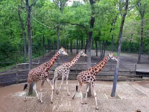 塞格德動物園